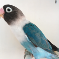 Insep mascherato femmina blu