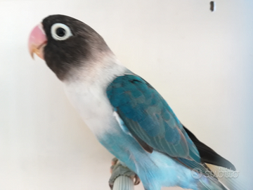 Insep mascherato femmina blu