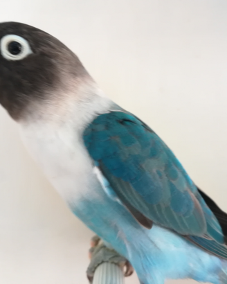 Insep mascherato femmina blu