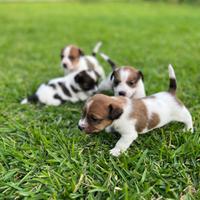 Jack russel 220