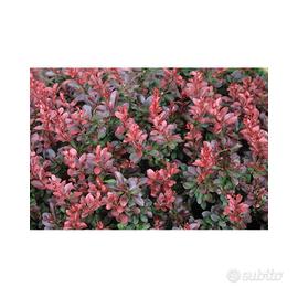 Berberis