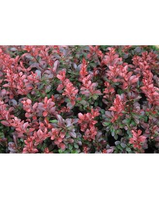 Berberis
