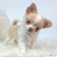 CHIHUAHUA TOY CUCCIOLI pelo lungo disponibili