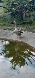 Oche cigno