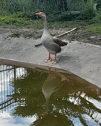 Oche cigno