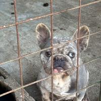 Coppia di Bulldog francesi originali