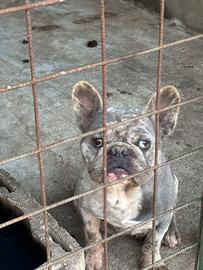 Coppia di Bulldog francesi originali