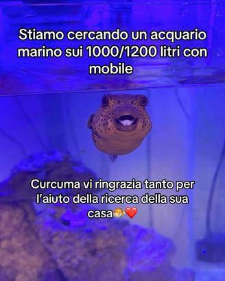 C3rc0 acquario marino 1000/1200 litri