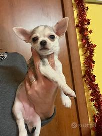 Chihuahua