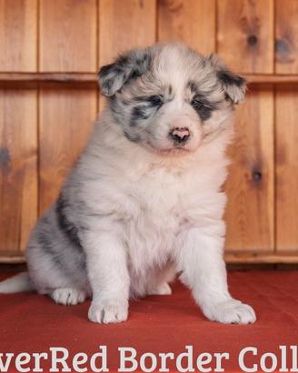 Cuccioli di Border Collie