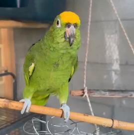 Amazzone verde testa gialla