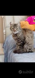 Gattina tigrata a pelo lungo