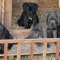 Cane corso