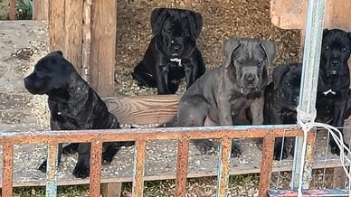 Cane corso
