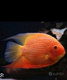 severum  ,ciclidi 