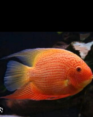 severum  ,ciclidi 