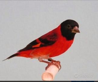 Cardinalini del venezuela