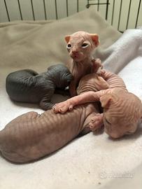 Sphynx canadian