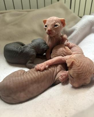 Sphynx canadian