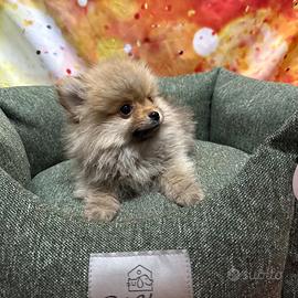 Cucciolo di Volpino di Pomerania fulvo maschio