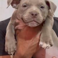 American bully