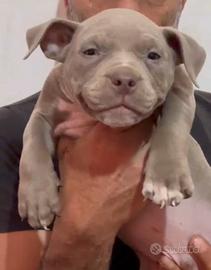 American bully