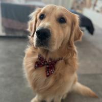 Golden maschi disponibile per monta