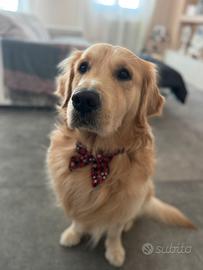 Golden maschi disponibile per monta