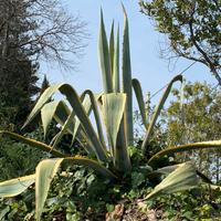 Pianta grasse gigante succulente