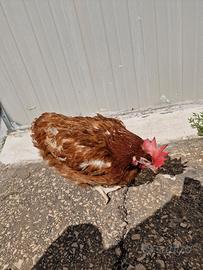galline ovaiole