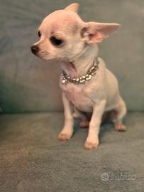 Chihuahua