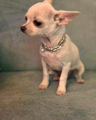 Chihuahua