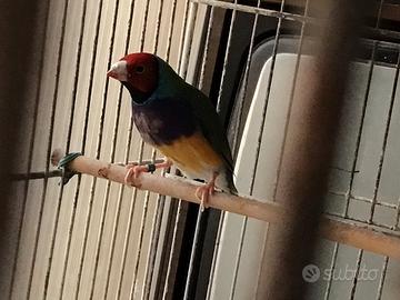 Diamante di Gould