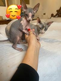 Gatti Sphynx cuccioli