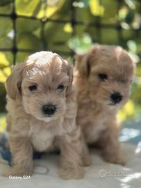 Maltipoo toy