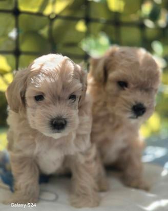 Maltipoo toy