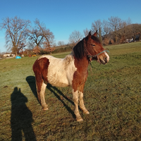 Puledra mezzo sangue Paint