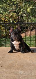 Bulldog Francese ENCI, linee di Campioni - maschio