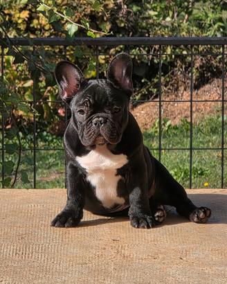 Bulldog Francese ENCI, linee di Campioni - maschio