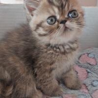 Gattina Persiana Esotica
