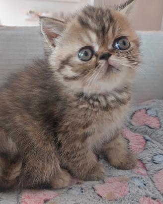 Gattina Persiana Esotica