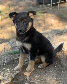 Cocco cucciolo lupetto taglia medio piccola
