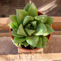 Pianta grassa del genere Haworthia 