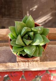 Pianta grassa del genere Haworthia 