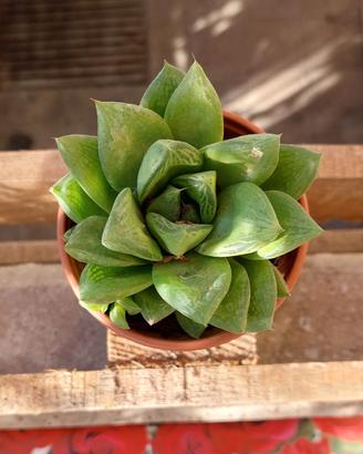 Pianta grassa del genere Haworthia 