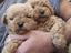 Immagine 10