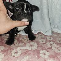 Bulldog Francese maschio tigrato