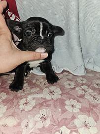 Bulldog Francese maschio tigrato