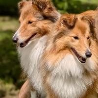 Shetland o Sheltie cuccioli