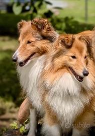 Shetland o Sheltie cuccioli